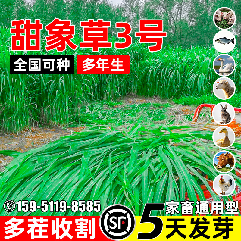 甜象草四季高产多茬收割家禽喜食