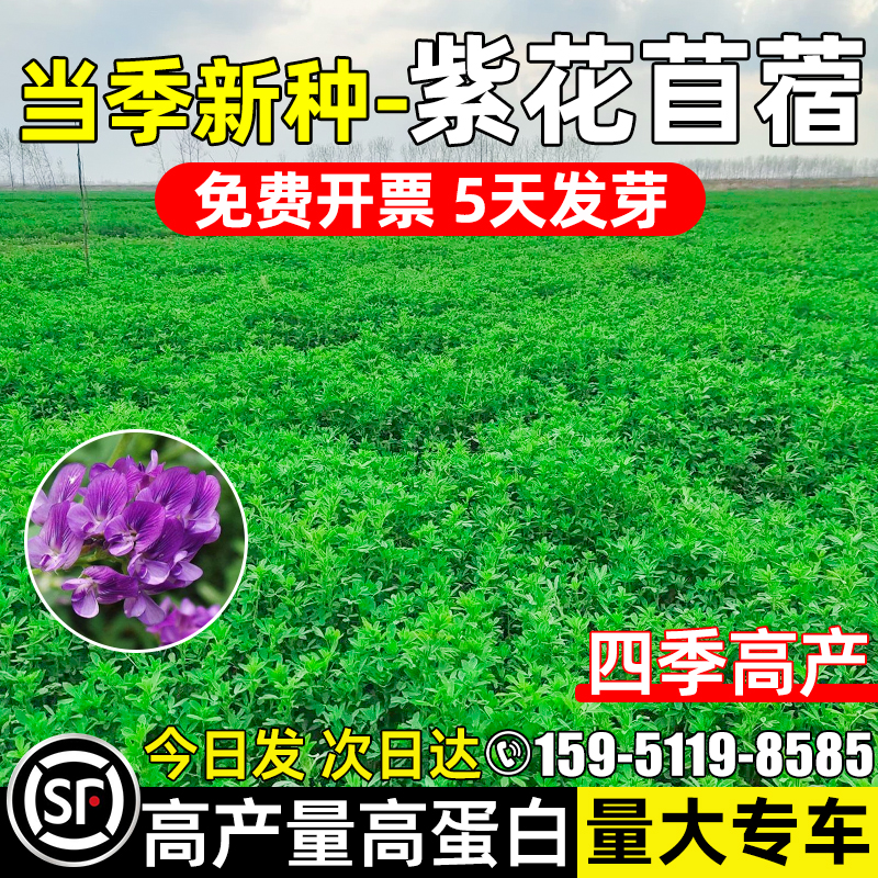 大叶紫花苜蓿种籽四季高产高蛋白草籽家禽喜食猪牛羊鱼草牧草种子