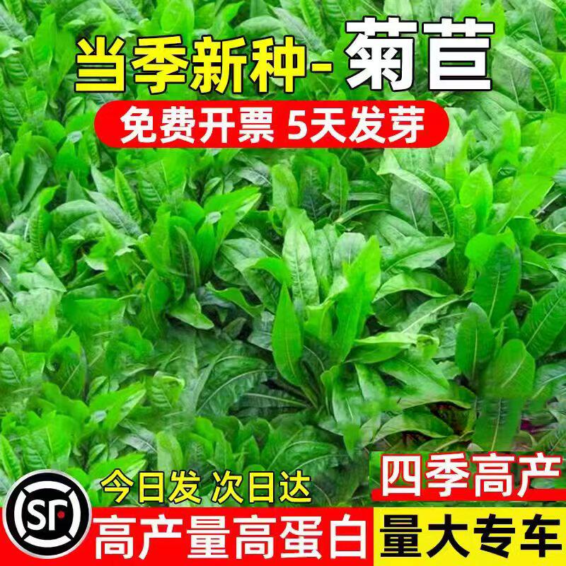 大叶将军菊苣种子四季高产多年生高蛋白畜牧养殖反复收割牧草种籽