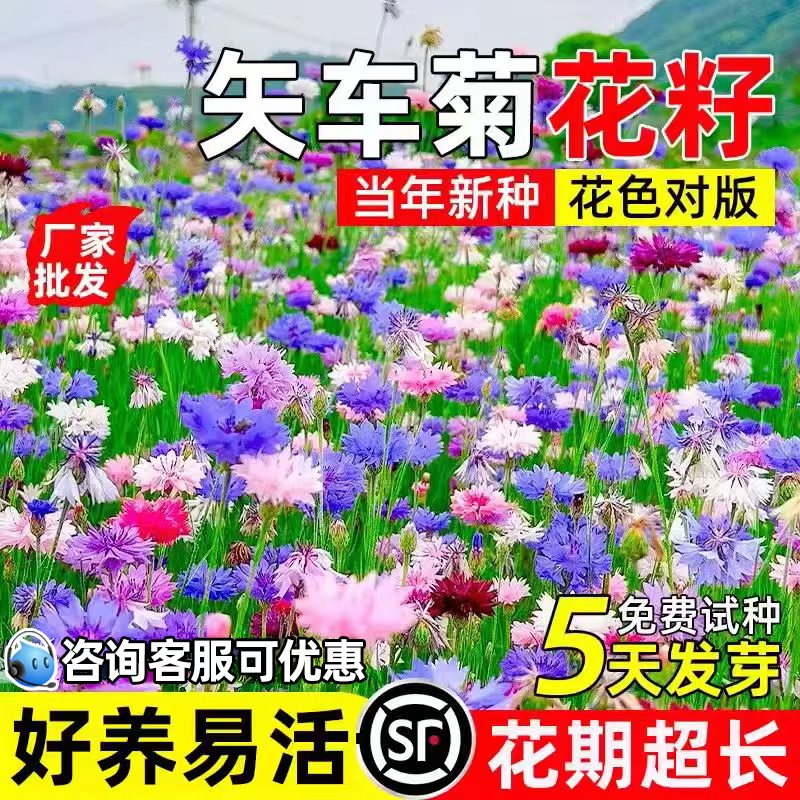 矢车菊花籽四季播撒公园美化花海
