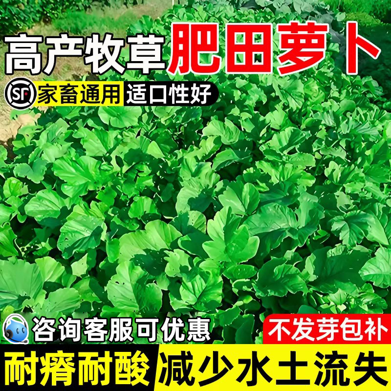 肥田萝卜种子耐贫瘠绿肥抑制杂草