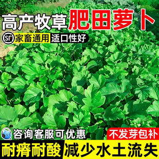 肥田萝卜种子耐寒耐旱天然果园绿肥种籽蜜源固氮抑制杂草畜牧养殖