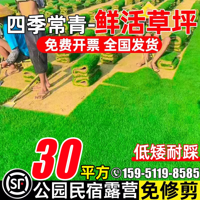 带土真草皮台湾草四季青庭院绿化