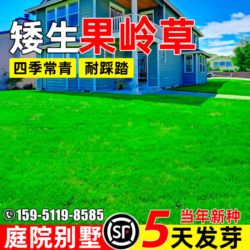 果岭草草坪草籽绿化工程庭院别墅