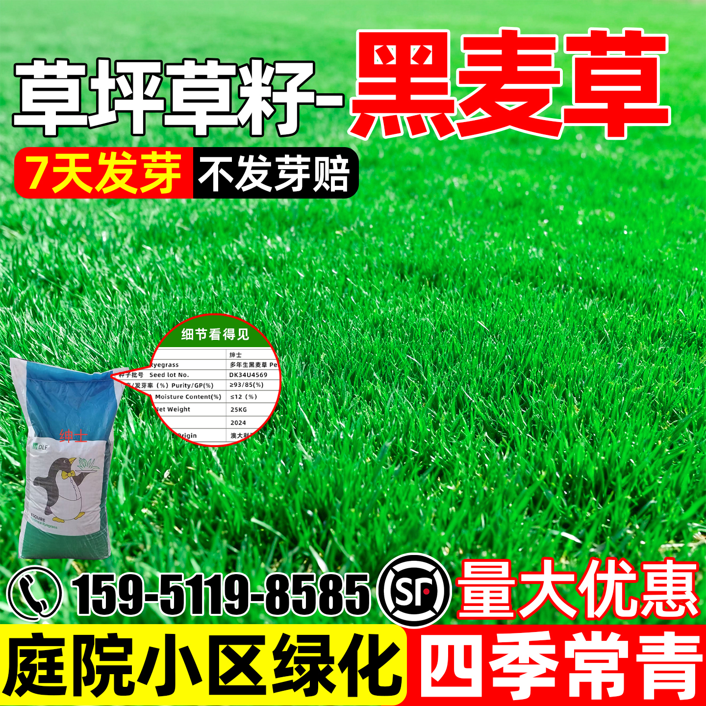 蓝标黑麦草四季常青矮生庭院小区