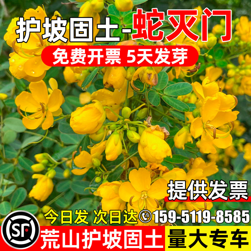 蛇灭门护坡固土荒山工程绿化种籽