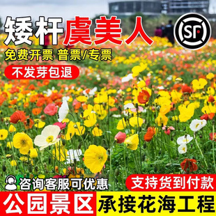 虞美人花种子四季播种花籽公园景区绿化花海工程野花组合花卉种籽