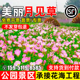 美丽月见草花种籽四季播种花籽公园景区花海工程野花组合花卉种子