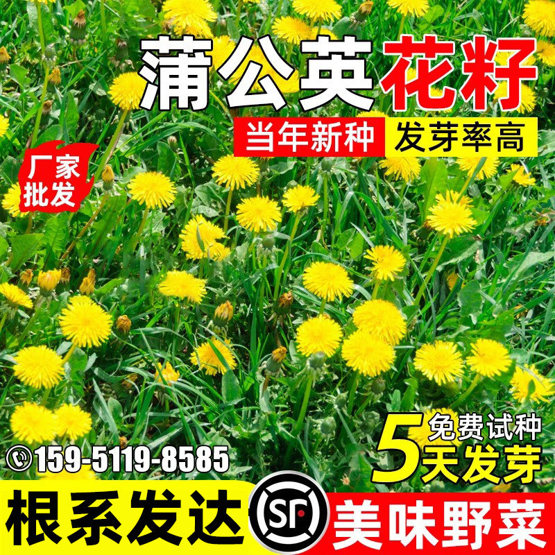 蒲公英种子野生食用野菜耐旱耐热