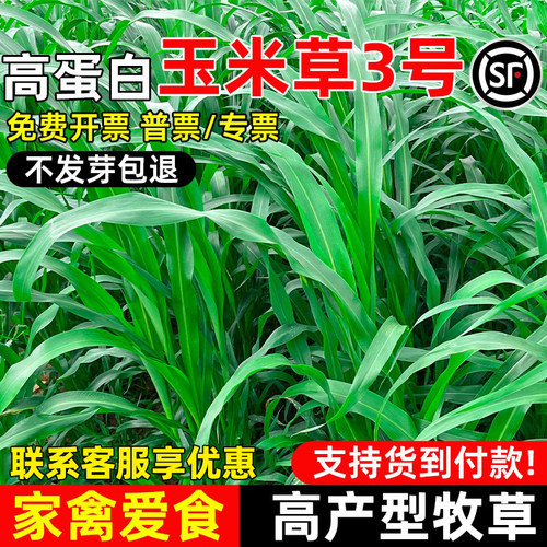 玉米草3号四季高产多年生高蛋白
