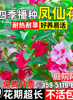 重瓣凤仙花花籽四季播种花种子庭院别墅阳台盆栽耐热耐旱花卉种籽