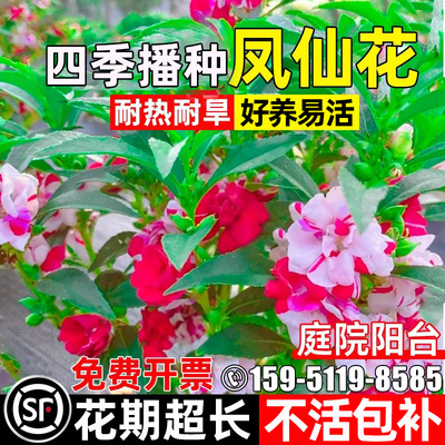 重瓣凤仙花种子四季播种公园花海