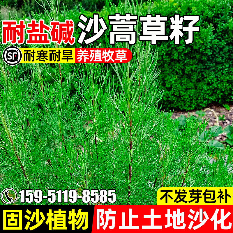 沙蒿种子耐旱耐盐碱防风固沙绿化