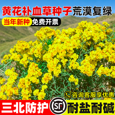 黄花补血草种子荒漠戈壁工程绿化