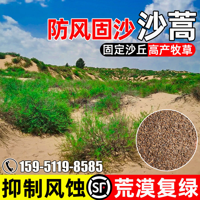 沙蒿种子防风固沙荒漠植被绿化
