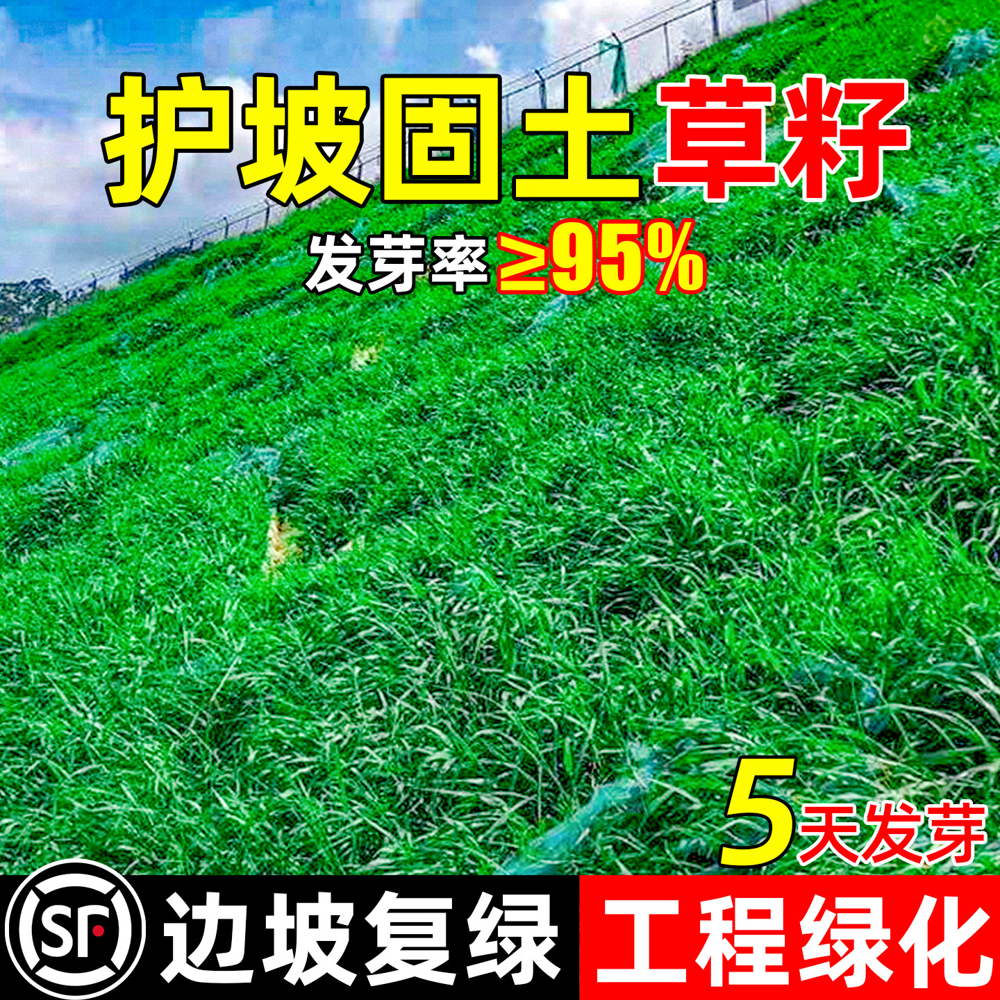 草坪草籽四季常青护坡固土边坡复绿工程绿化黑麦草狗牙根高羊茅籽