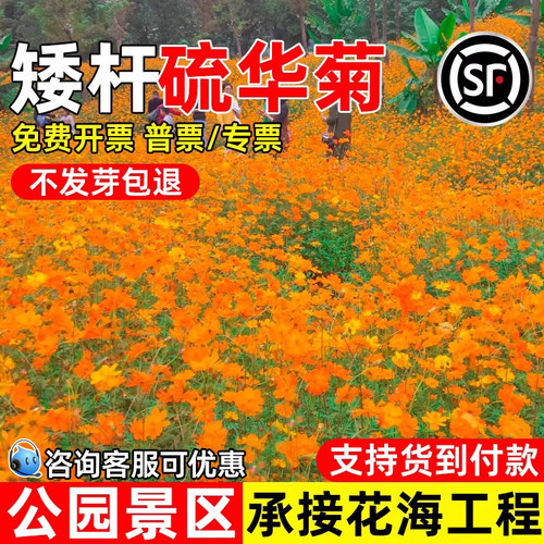 硫华菊花种子景区花海工程多年生