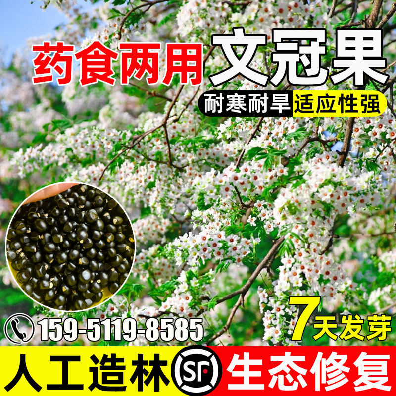 文冠果人工造林道路绿化生态修复