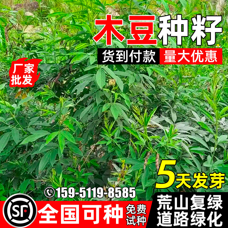 木豆种子多年生护坡固土草籽荒山复绿道路工程绿化耐旱灌木草种籽