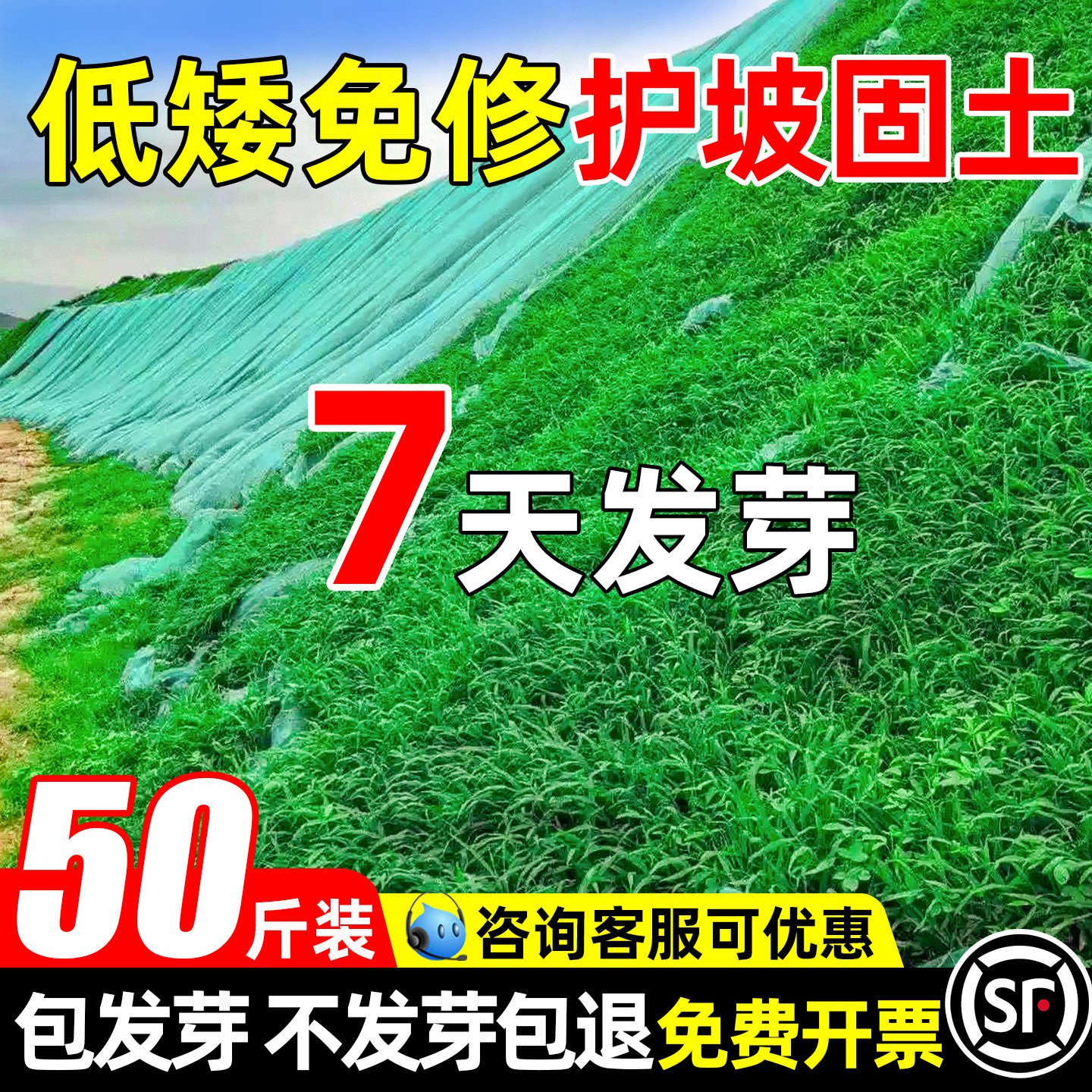 草坪草籽四季常青护坡狗牙根马尼拉庭院地毯草边坡绿化黑麦草种子