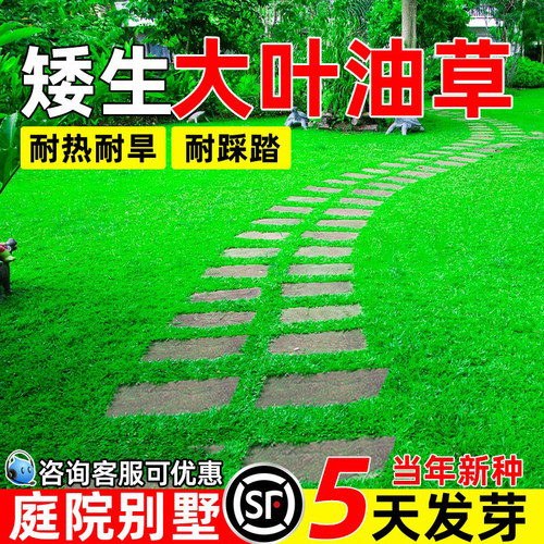 大叶油草庭院别墅免修剪草坪草籽