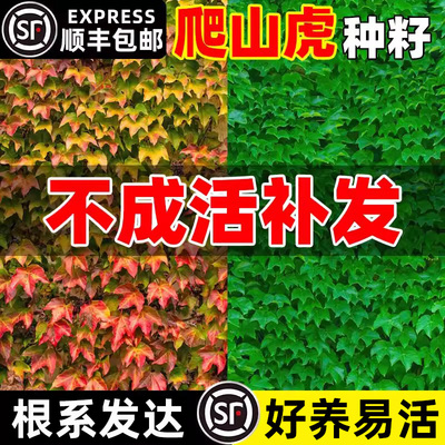 爬山虎种子四季常青爬藤植物庭院