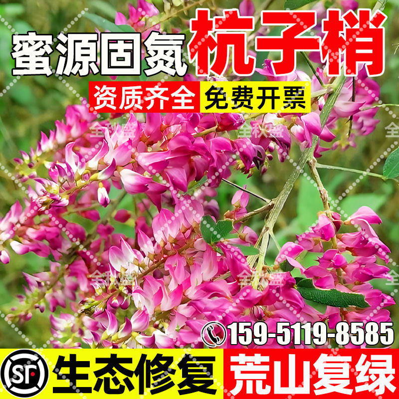 杭子梢护坡固土生态修复荒山复绿