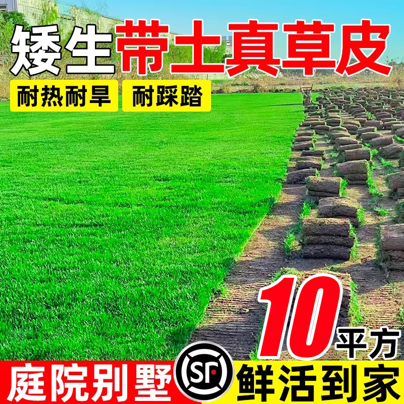 草皮真草坪带泥土庭院别墅台湾草马尼拉草皮带土绿化四季青果岭草