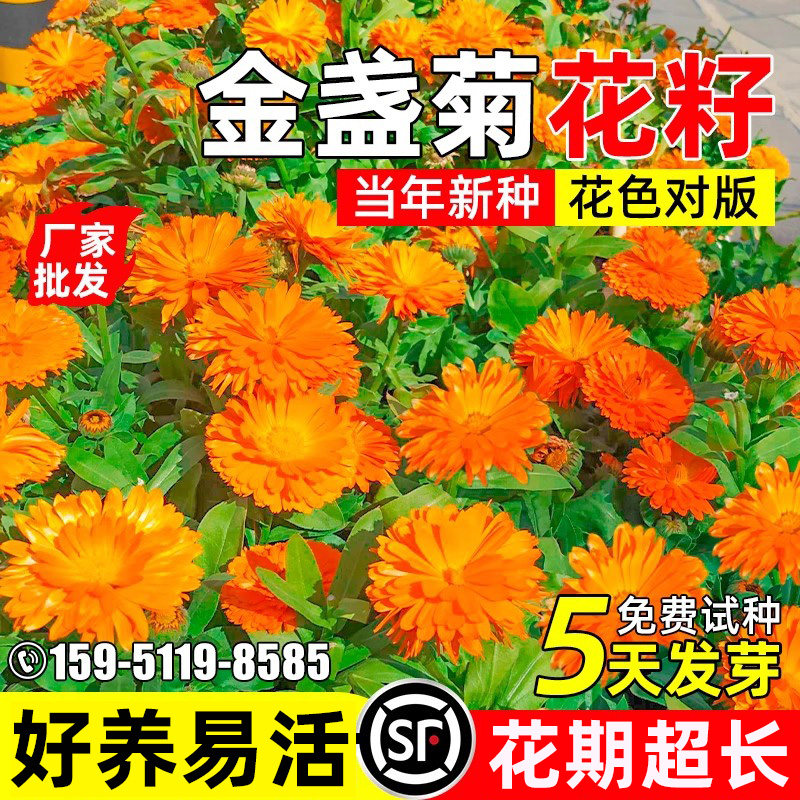 金盏菊花籽四季播种花海景观绿化