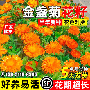 重瓣大花金盏菊花种子四季播种花籽耐寒耐旱多年生野花组合花种籽