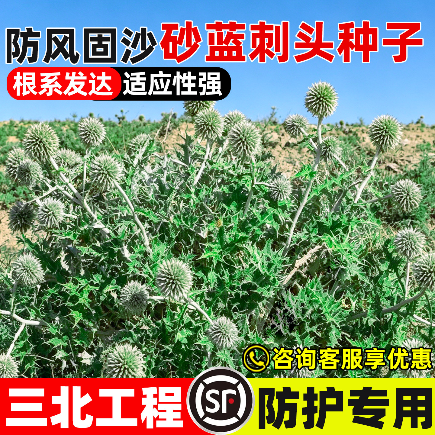 砂蓝刺头草种子生态修复工程绿化