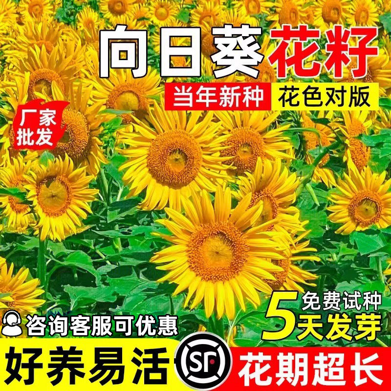 向日葵花籽四季播种庭院盆栽易活
