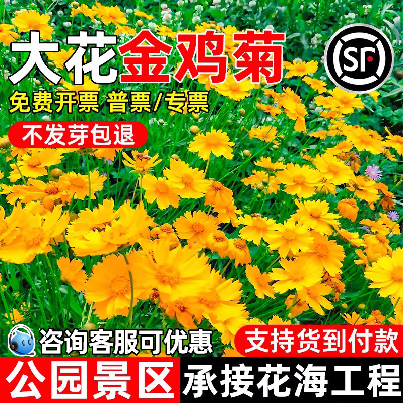 大花金鸡菊种子四季播种景区花海