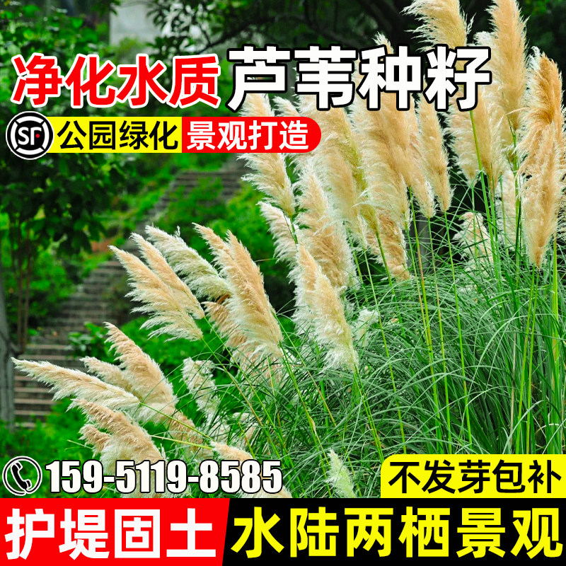 芦苇草净化水质护堤固土水陆两栖