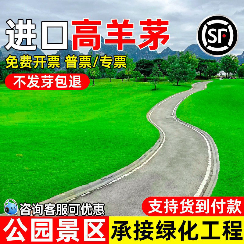 进口高羊茅草籽四季常青种籽公园景区工程绿化多年生耐踩踏草种子
