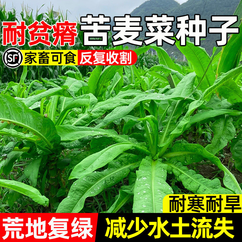 苦麦菜家畜喜食反复收割四季高产