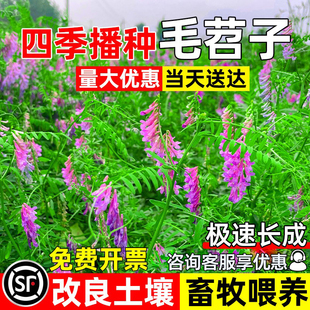 光叶紫花苕种子毛苕子果园绿肥草籽箭舌豌豆高产牧草耐贫瘠草种籽