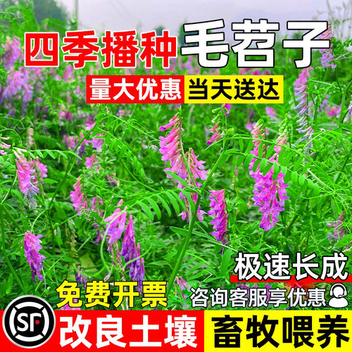 光叶紫花苕果园绿肥牧草籽豌豆草