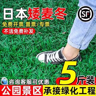 日本矮麦冬草苗耐寒公园景区园林绿化沿阶草草坪植物细叶麦冬草苗