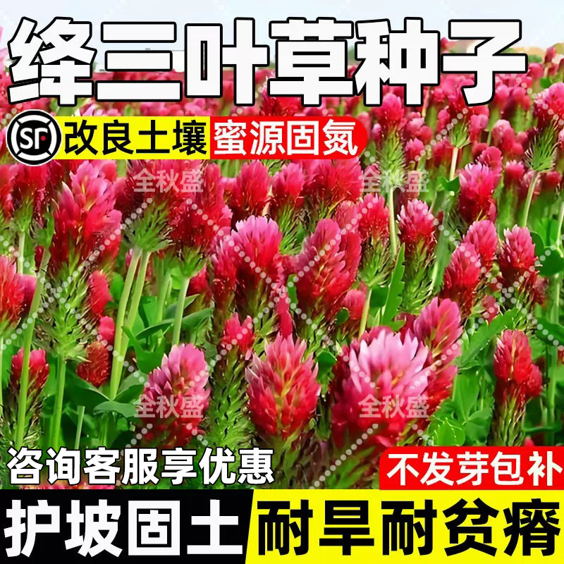 绛三叶四季高产果园绿肥蜜源固氮