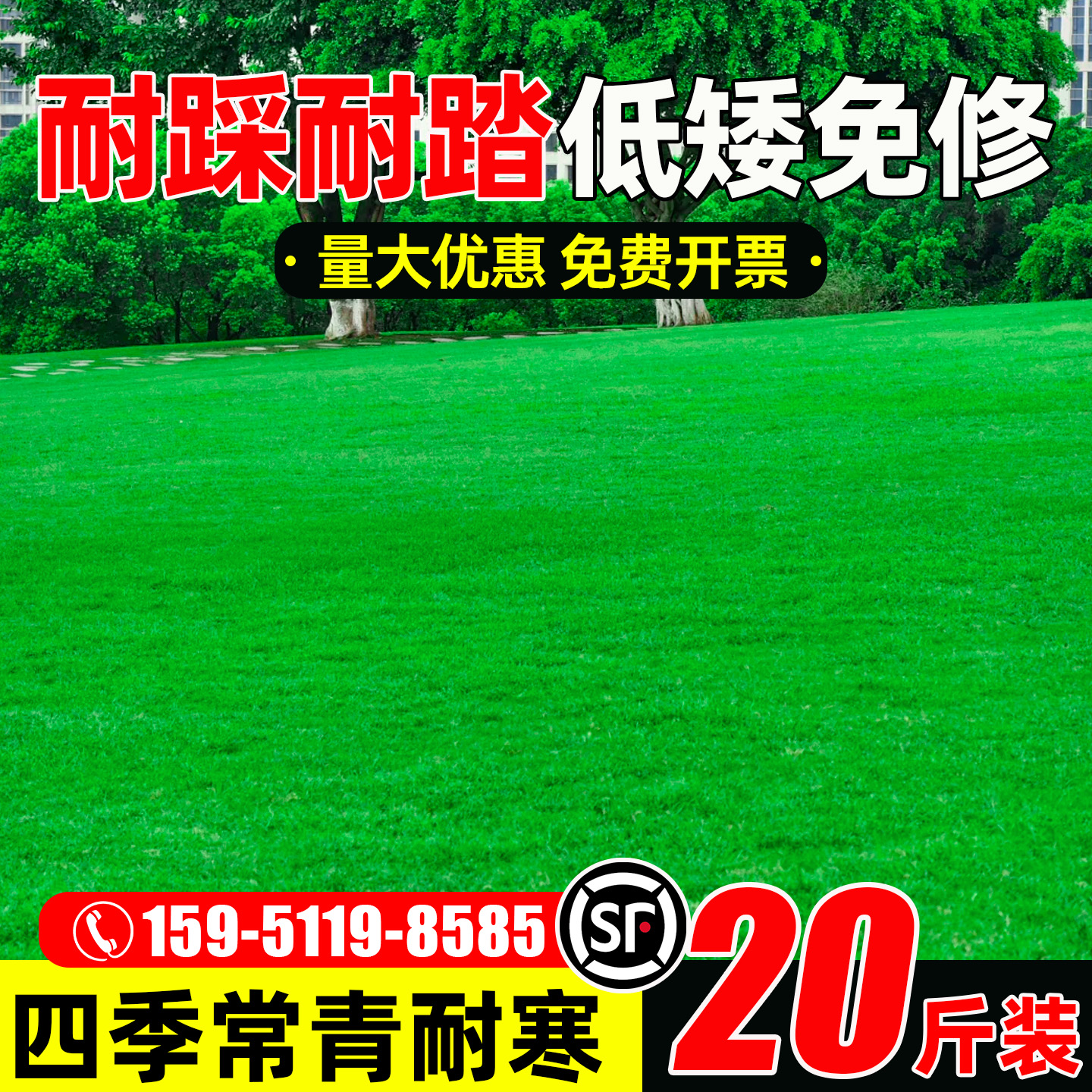 草坪草籽四季常青护坡矮生免修剪