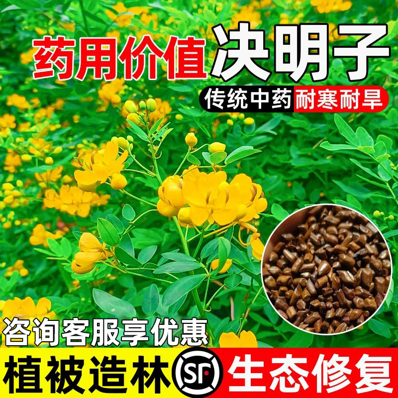 决明子种子护坡固土植被造林绿化