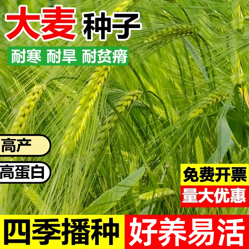 大麦种籽四季高产高蛋白畜牧养殖