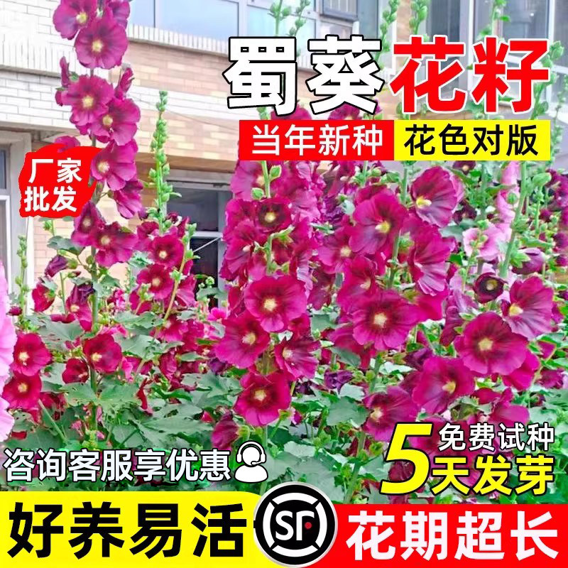 蜀葵花籽四季播种花种子庭院别墅耐寒耐旱多年生野花组合花卉种籽