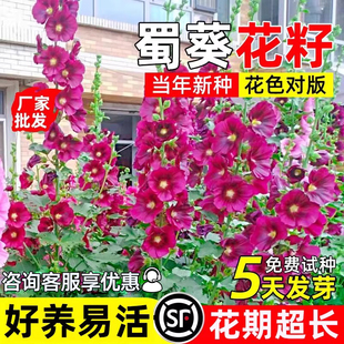 蜀葵花籽四季播种花种子庭院别墅耐寒耐旱多年生野花组合花卉种籽