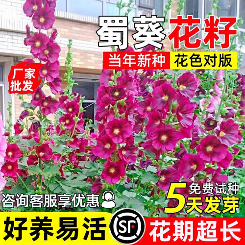 蜀葵花种籽四季播种公园花海易活