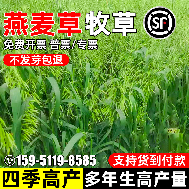 燕麦种子牧草种籽高产牧草籽四季