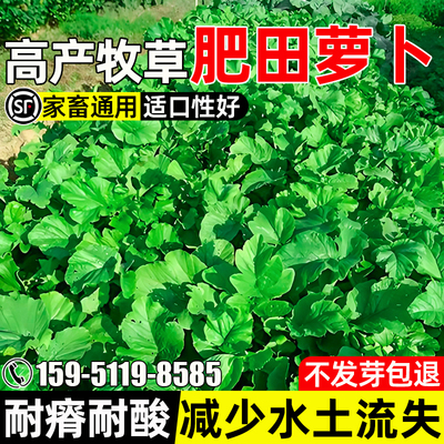 肥田萝卜种子耐贫瘠绿肥抑制杂草