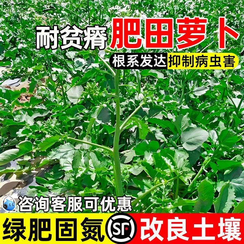 肥田萝卜种子改良土壤绿肥固氮