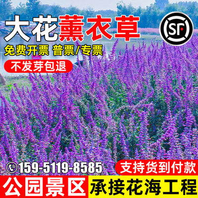 薰衣草花籽四季播种公园景区花海